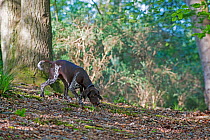 German short-haired pointer following scent in woods. Stoke Woods, Exeter, Devon, England, UK. July 2019.