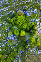 Beech (Fagus sp) forest on cliff in spring, aerial view. Cerredo Mountain, Montana Oriental Costera, Castro Urdiales, Cantabria, Spain. May 2019.