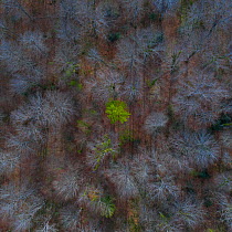Trees starting to come into leaf in Beech (Fagus sp) forest in spring, aerial view. Gorbeia Natural Park, Alava, Basque Country, Spain. April.