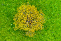 Oak (Quercus sp) coming into leaf within grassland, aerial view. Campina, La Gandara, Alto Ason, Soba Valley, Cantabria, Spain. May.