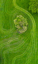 Oak (Quercus sp) trees coming into leaf in field, tractor tracks in grassland, aerial view. La Gandara, Alto Ason, Soba Valley, Cantabria, Spain. May 2019.