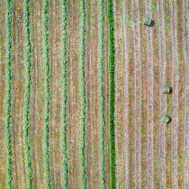 Haymaking, aerial view. Hay bales in one field, rows of recently cut grass in other. La Gandara, Soba Valley, Valles Pasiegos, Cantabria, Spain. May 2019.