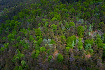 Woodland dominated by Beech (Fagus sp) and Scots pine (Pinus sylvestris), deciduous trees coming into leaf and blossoming in spring, aerial view. Aguera de Montija, Burgos, Castile and Leon, Spain. Ma...