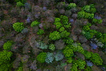 Woodland dominated by Beech (Fagus sp) and Scots pine (Pinus sylvestris), deciduous trees coming into leaf and blossoming in spring, aerial view. Aguera de Montija, Burgos, Castile and Leon, Spain. Ma...