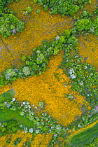 Gorse (Ulex sp) scrub flowering amongst woodland in spring, aerial view. Merindad de Montija, Burgos, Castile and Leon, Spain. May 2019.