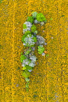 Trees coming into leaf and blossoming surrounded by flowering Gorse (Ulex sp), aerial view. Merindad de Montija, Burgos, Castile and Leon, Spain. May 2019.