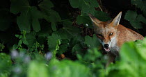 Juvenile Red fox (Vulpes vulpes) eating figs from a tree in an allotment, London, England, UK, August.
