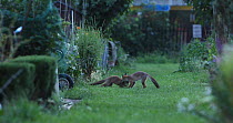 Red fox (Vulpes vulpes) cubs play fighting in an allotment, London, England, UK, July.