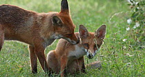 Red fox (Vulpes vulpes) vixen grooming her cub in an allotment, London, England, UK, July.