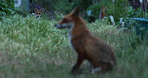 Juvenile Red fox (Vulpes vulpes) stalking its mother, playing, London, England, UK, June.