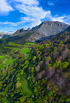 Beech (Fagus sp) forest on hillside with mountains of the Sierra de Hornijo in background. Trees coming into leaf in spring. Alto Ason, Soba Valley, Cantabria, Spain. April 2019.