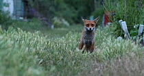Red fox (Vulpes vulpes) vixen watching her cubs playing in an allotment, chasing each other, London, England, UK, June.