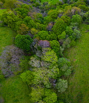 Beech (Fagus sp) forest in spring with trees coming into leaf, aerial view. Sierra de Hornijo, Alto Ason, Soba Valley, Cantabria, Spain. April 2019.