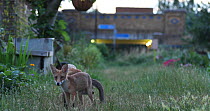 Red fox (Vulpes vulpes) vixen grooming her cub in an allotment, with cars passing behind, London, England, UK, June.