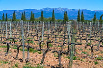 La Vinyeta organic vineyards, mountains in background, Alt Emporda, Girona, Catalonia, Spain. March 2019.
