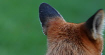 Close up of a Red fox (Vulpes vulpes), ears moving whilst listening to its surroundings, London, England, UK, July.