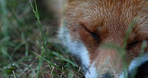 Close up of a Red fox (Vulpes vulpes) sleeping in an allotment, London, England, UK, June.