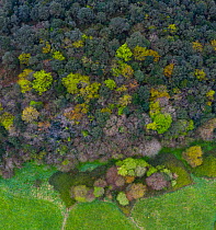 Mediterranean forest in spring, deciduous trees coming into leaf, aerial view. Tarrueza, Laredo, Montana Oriental Costera, Cantabria, Spain. April 2019.