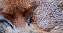 Close up of a Red fox (Vulpes vulpes) sleeping in an allotment, London, England, UK, April.