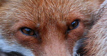 Close up of a Red fox (Vulpes vulpes) resting in an allotment, London, England, UK, April.