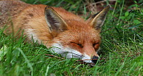 Red fox (Vulpes vulpes) sleeping in an allotment, London, England, UK, April.