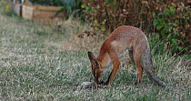 Juvenile Red fox (Vulpes vulpes) playing with slipper in an allotment, London, England, UK, August.
