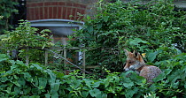Juvenile Red fox (Vulpes vulpes) resting in vegetation in an allotment, yawning, London, England, UK, September.