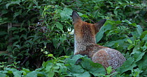 Juvenile Red fox (Vulpes vulpes) resting in vegetation in an allotment, London, England, UK, September.