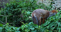 Juvenile Red fox (Vulpes vulpes) settling to rest in vegetation in an allotment, London, England, UK, September.