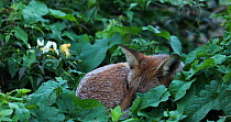 Close up of a Red fox (Vulpes vulpes) sleeping in an allotment, London, England, UK, September.