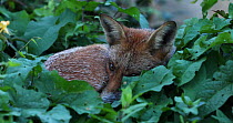 Close up of a Red fox (Vulpes vulpes) sleeping in an allotment, London, England, UK, September.