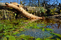 Common frog (Rana temporaria) frogspawn in pond created by damming of woodland stream by Eurasian beaver (Castor fiber). Beaver gnawed branch in background. Devon Beaver Project, Devon Wildlife Trust,...