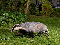 European badger (Meles meles) running across garden lawn at night, close to a house. Wiltshire, England, UK. May. Camera trap image.