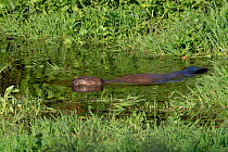 Eurasian beaver (Castor fiber) female swimming in river. River Otter tributary, Devon, England, UK. June.