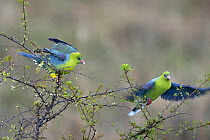 African Green Pigeons (Treron calvus) interacting in a tree, Masai Mara, Kenya. March.
