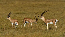Grant&#39;s gazelles (Nanger granti) standing in grass, Masai Mara, Kenya. March.