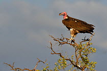 Lapped-faced Vulture (Torgos tracheliotos) on a branch, Masai Mara, Kenya. March.