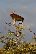 Lapped-faced Vulture (Torgos tracheliotos) perched in tree top, Masai Mara, Kenya. March.