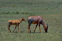 Topi (Damaliscus korrigum) female grazing with calf, Masai Mara, Kenya. March.