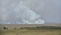 Smoke from a bush fire on savanna with animals grazing, Masai Mara, Kenya. March 2019.