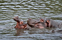 Hippopotamus (Hippopotamus amphibius) with open-mouthed calf in the Mara River, Masai Mara, Kenya. March.