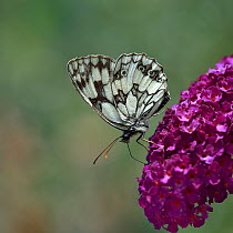 Marbled White butterfly (Melanargia galathea) drinking from Buddleia flowers, Vendee, France. July.