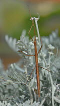 Stick Insect (Phasmida) on Silver Ragwort (Jacobaea maritima), Vendee, France. August.