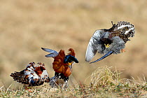 Ruff (Philomachus pugnax) males displaying and fighting each other at a lek, Finland. May.