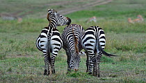 Three Plains Zebra (Equus quagga) grazing close together, Masai Mara, Kenya. March.