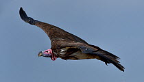 Lapped-faced Vulture (Torgos tracheliotos) in flight, Masai Mara, Kenya. March.