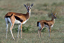 Thomson&#39;s Gazelle (Eudorcas thomsonii) female and young, Masai Mara, Kenya. March.