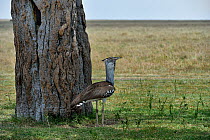 Kori Bustard (Ardeotis kori) standing in shade, Masai Mara, Kenya. March.