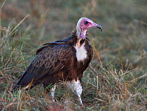 Hooded Vulture (Necrosyrtes monachus), Masai Mara, Kenya. March.