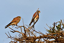 Lesser Kestrel (Falco naumanni) pair on branch, Masai Mara, Kenya. March.